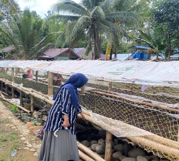 Seorang ibu PKK saat mengamati pertumbuhan seledri.